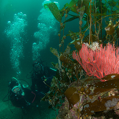 red gorgonian and divers in kelp forest